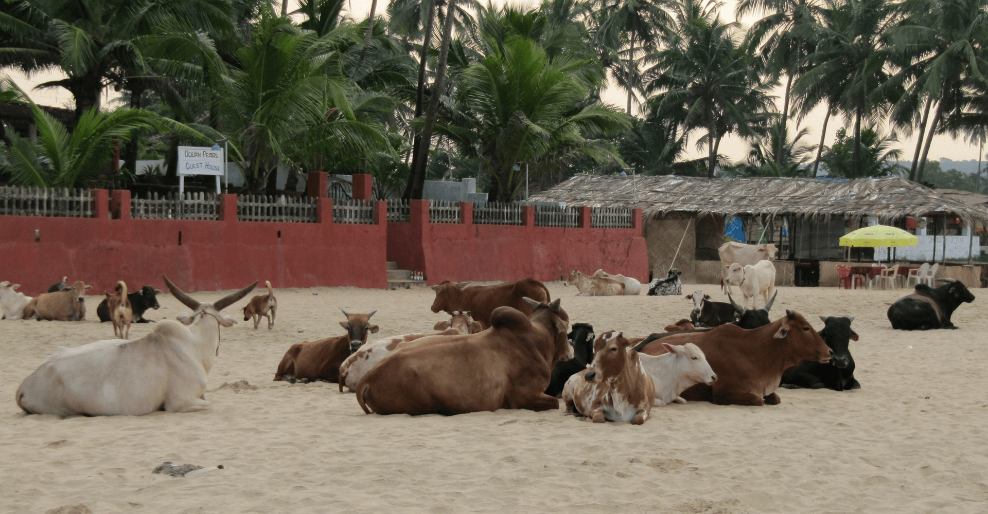 Ahimsa Trail - cows goa beach