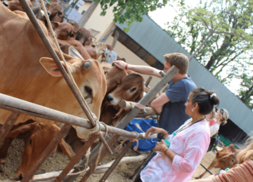 Petting bulls and cows at a Gaushala
